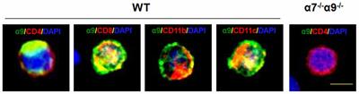 Distinctive Roles for α7*- and α9*-Nicotinic Acetylcholine Receptors in Inflammatory and Autoimmune Responses in the Murine Experimental Autoimmune Encephalomyelitis Model of Multiple Sclerosis